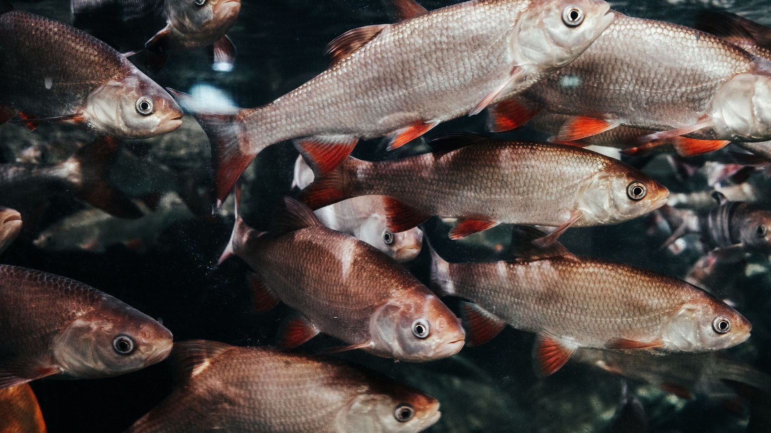 Dynamic underwater shot capturing a vibrant school of fish swimming in natural harmony.