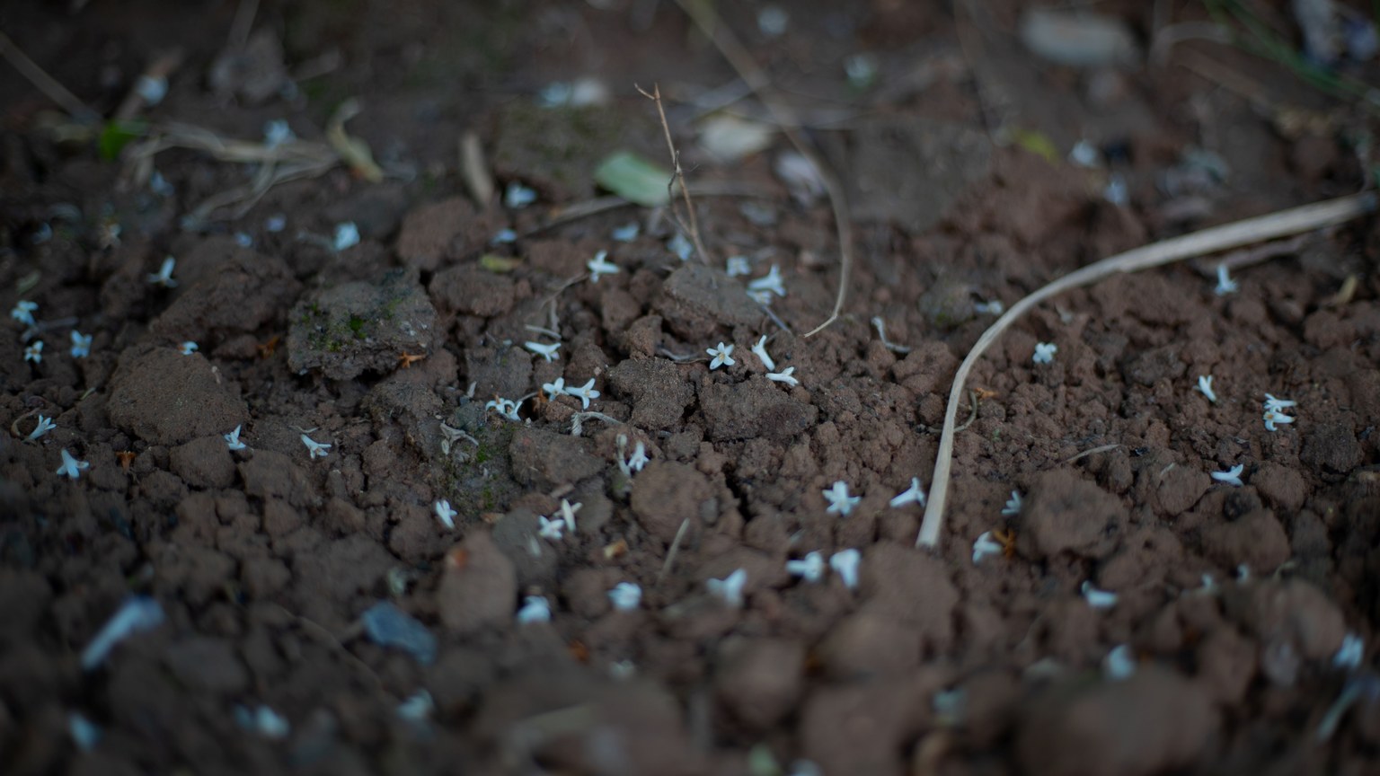 Close-up of earthy soil scattered with tiny white flower petals, capturing natural growth.