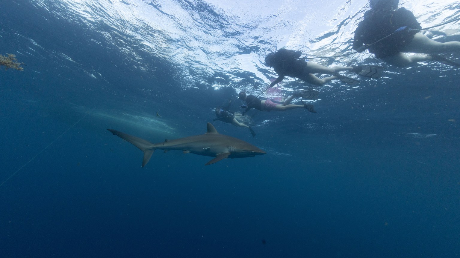 An exciting underwater scene of people diving with a shark in Jupiter, Florida.