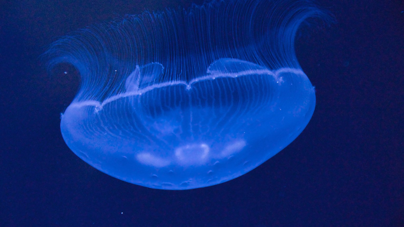 Capture of a glowing jellyfish with elegant tendrils in deep blue underwater setting.