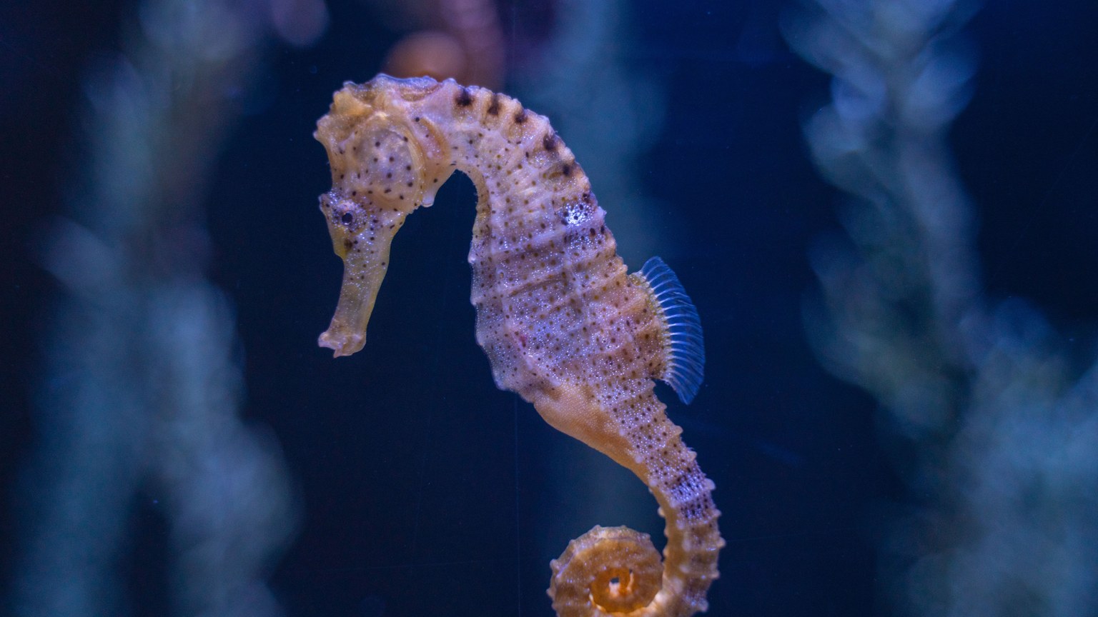 Detailed image of a seahorse in an aquarium setting, showcasing its unique features.