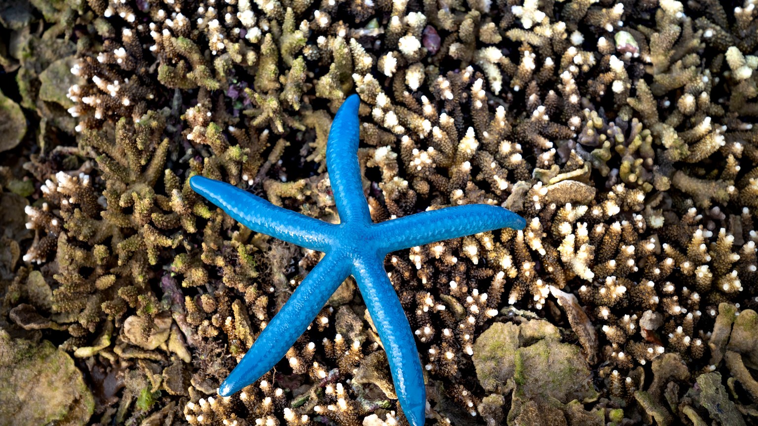 From above of amazing bright Linckia laevigata blue sea star on coral reef during low tide