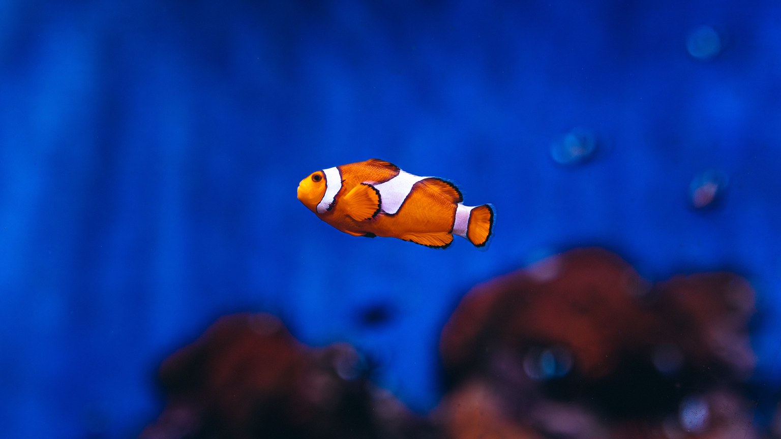 A vivid clownfish glides through the blue depths of an aquarium in Rio de Janeiro, showcasing its striking colors.
