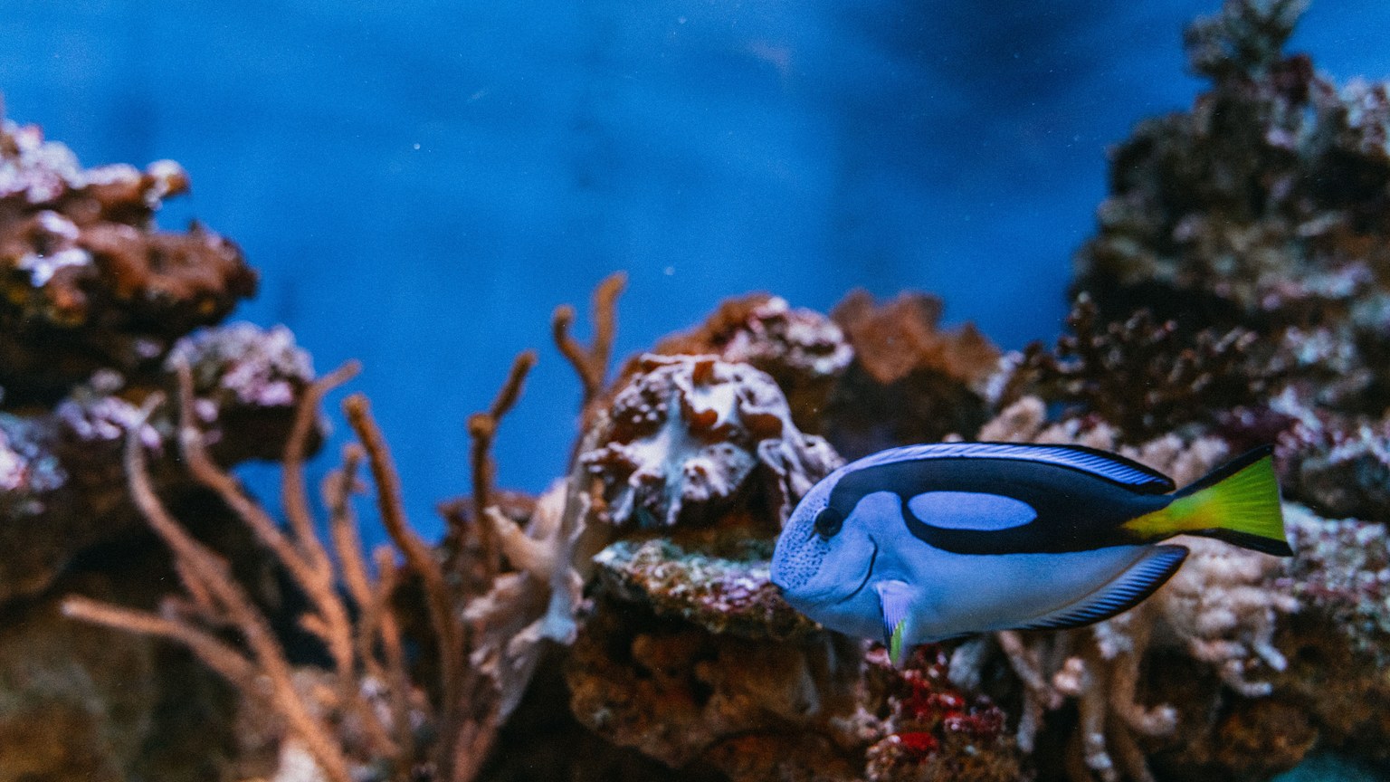 Close-up of a vibrant Blue Tang fish swimming around coral reef in clear blue waters, showcasing tropical marine life.