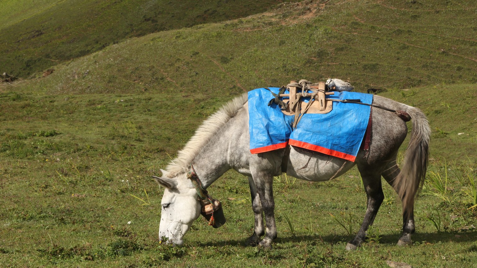 A white horse grazes in a green meadow with a bright blue pack saddle on a sunny day.