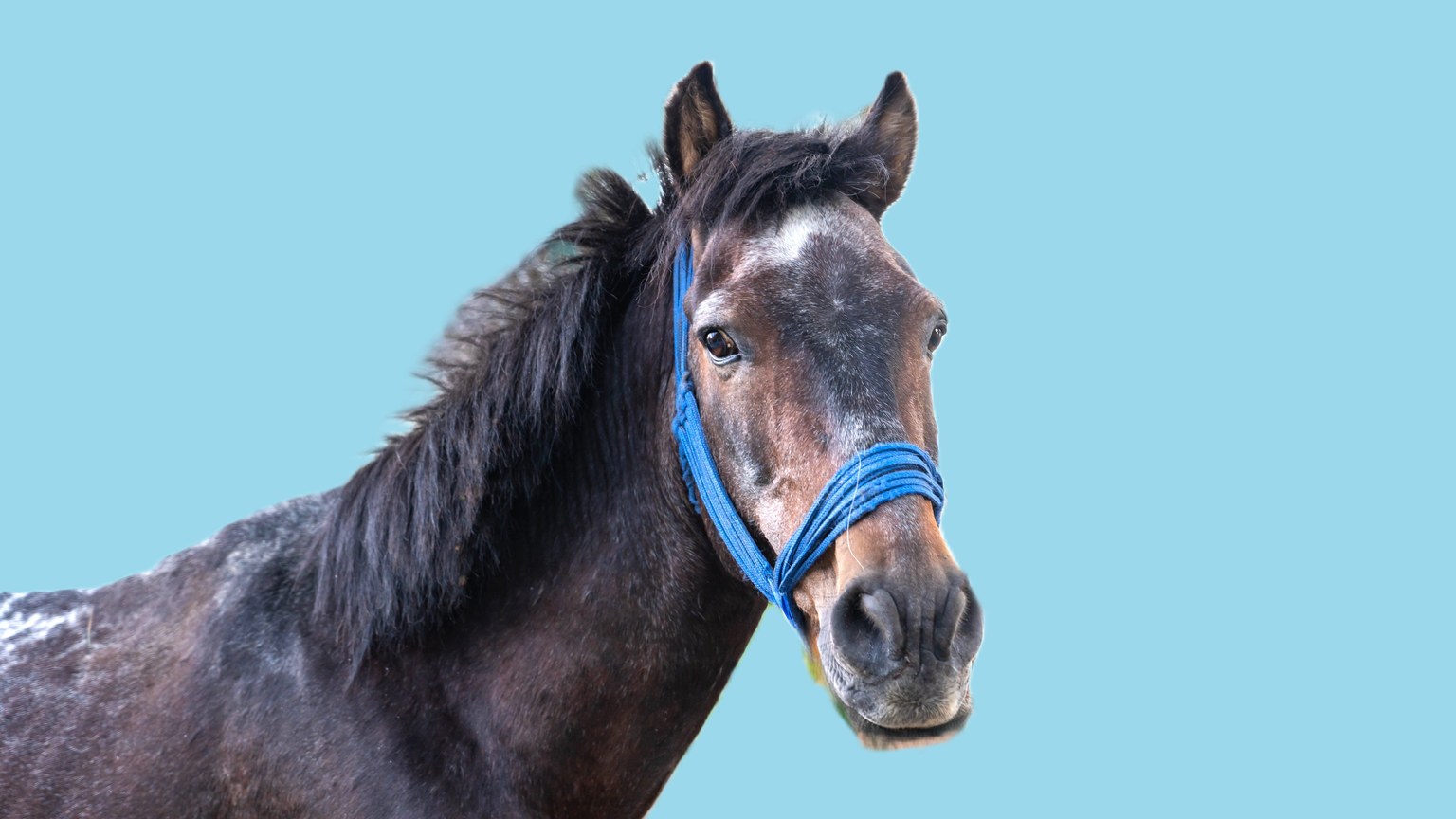 A captivating close-up shot of a brown horse wearing a blue halter against a blue background.