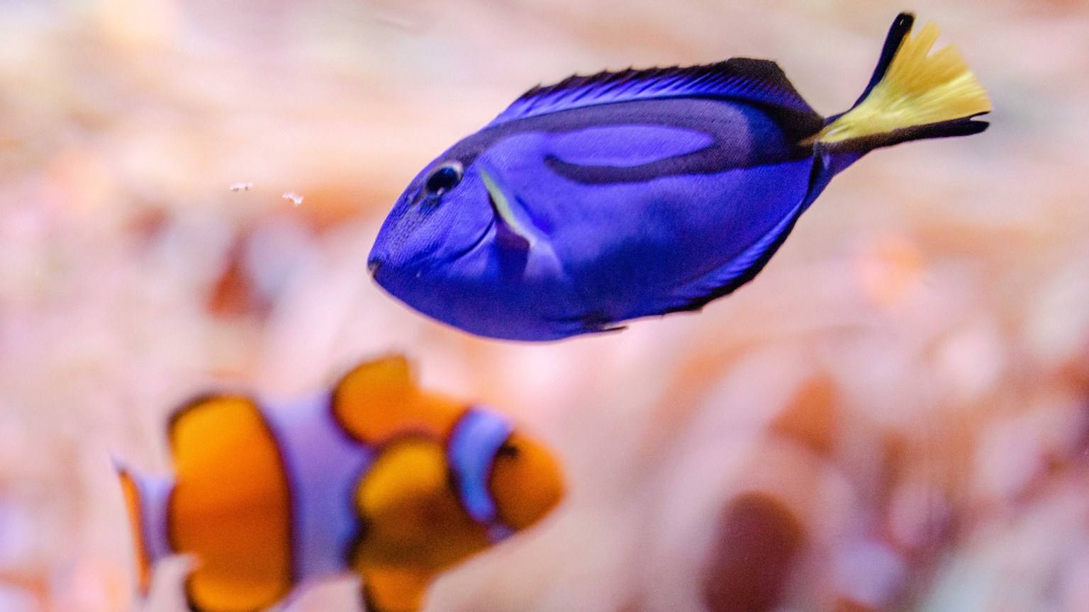 Close-up of a clownfish and blue tang swimming in vibrant coral reefs.