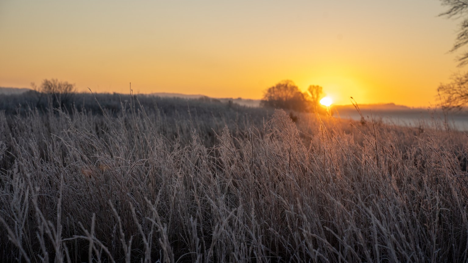 Frost-covered grasslands at sunrise create a serene rural landscape in West Newton, MN.