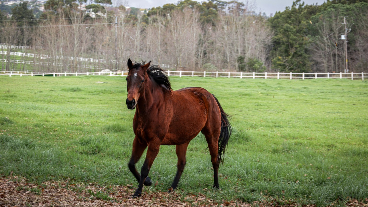 A beautiful brown horse stands gracefully in a lush green pasture, surrounded by nature.