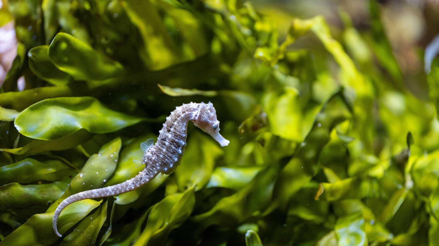 A detailed close-up of a seahorse camouflaged in vibrant green seaweed under the ocean.