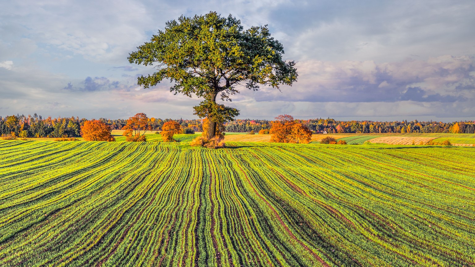 Vibrant autumn landscape featuring a solitary oak tree in a green field under a cloudy sky.