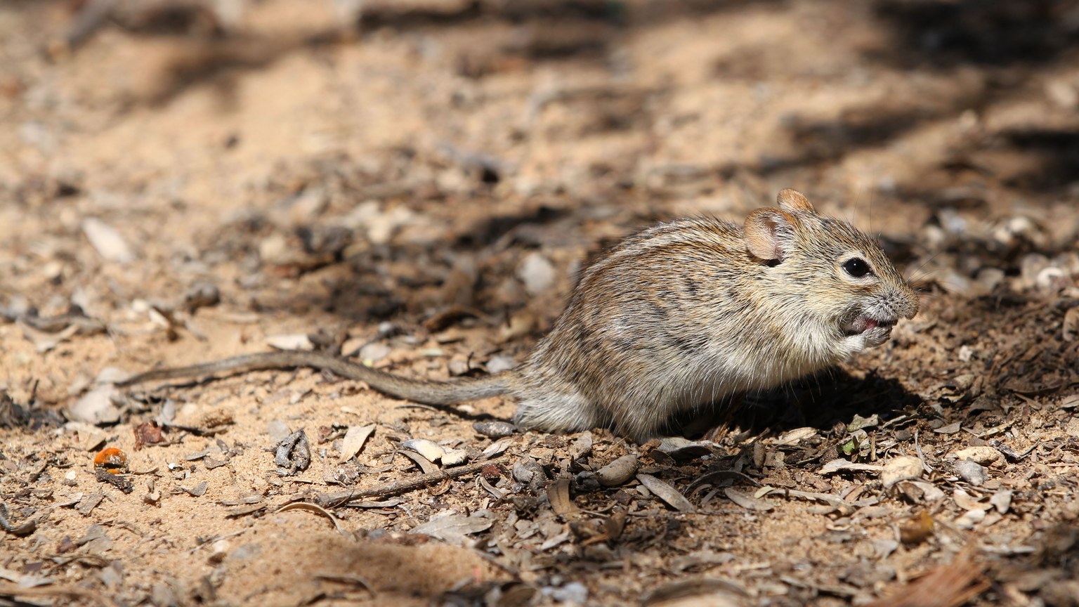 An African striped mouse (Rhabdomys pumilio) on a sandy, leaf-strewn ground in a nature reserve.