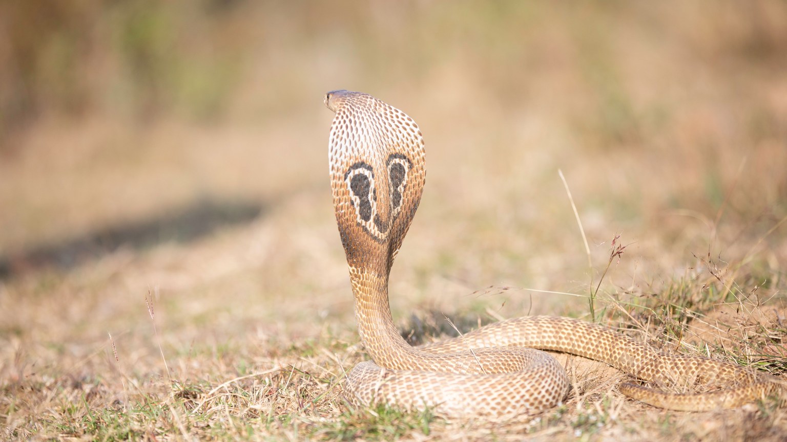 A striking cobra with raised hood in its natural outdoor setting, highlighting its intricate scales and patterns.