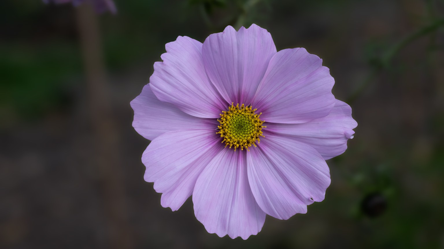 Vibrant close-up image of a pink cosmos flower with yellow center, perfect for floral themes.