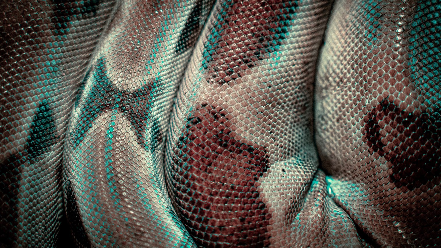 Detailed close-up texture of a snake's patterned skin showcasing natural patterns and scales.