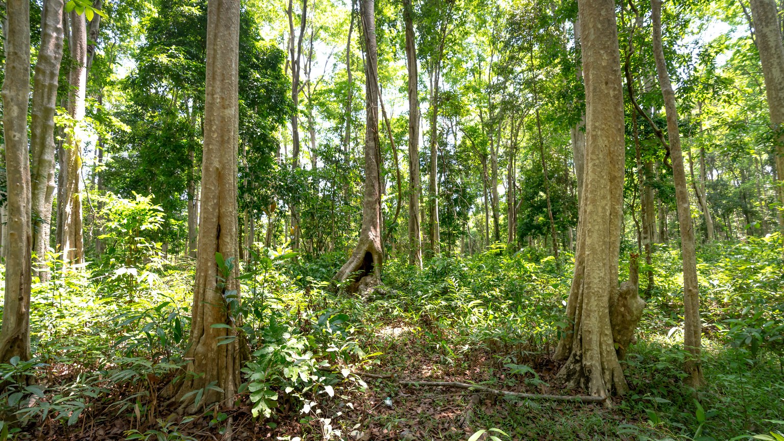 A vibrant green forest with tall trees and sunlit canopy, showcasing nature's beauty.