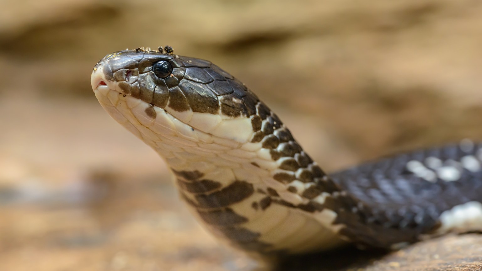 Intense close-up of a venomous cobra with detailed scales and predatory gaze.