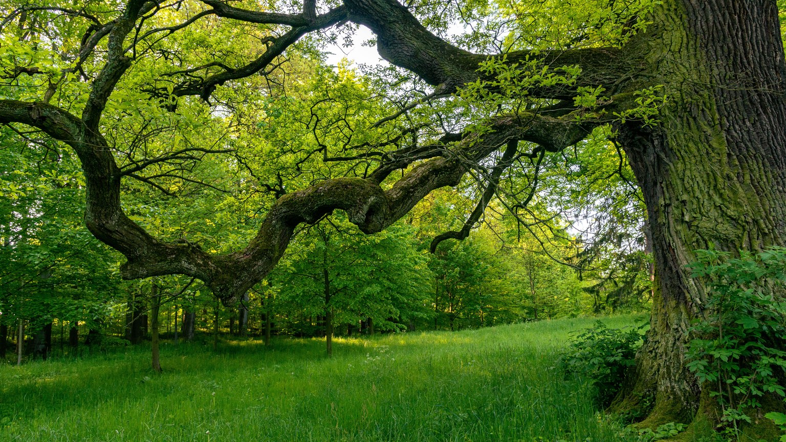 Explore the serene and vibrant beauty of a sprawling oak tree in a lush green forest, perfect for nature lovers.