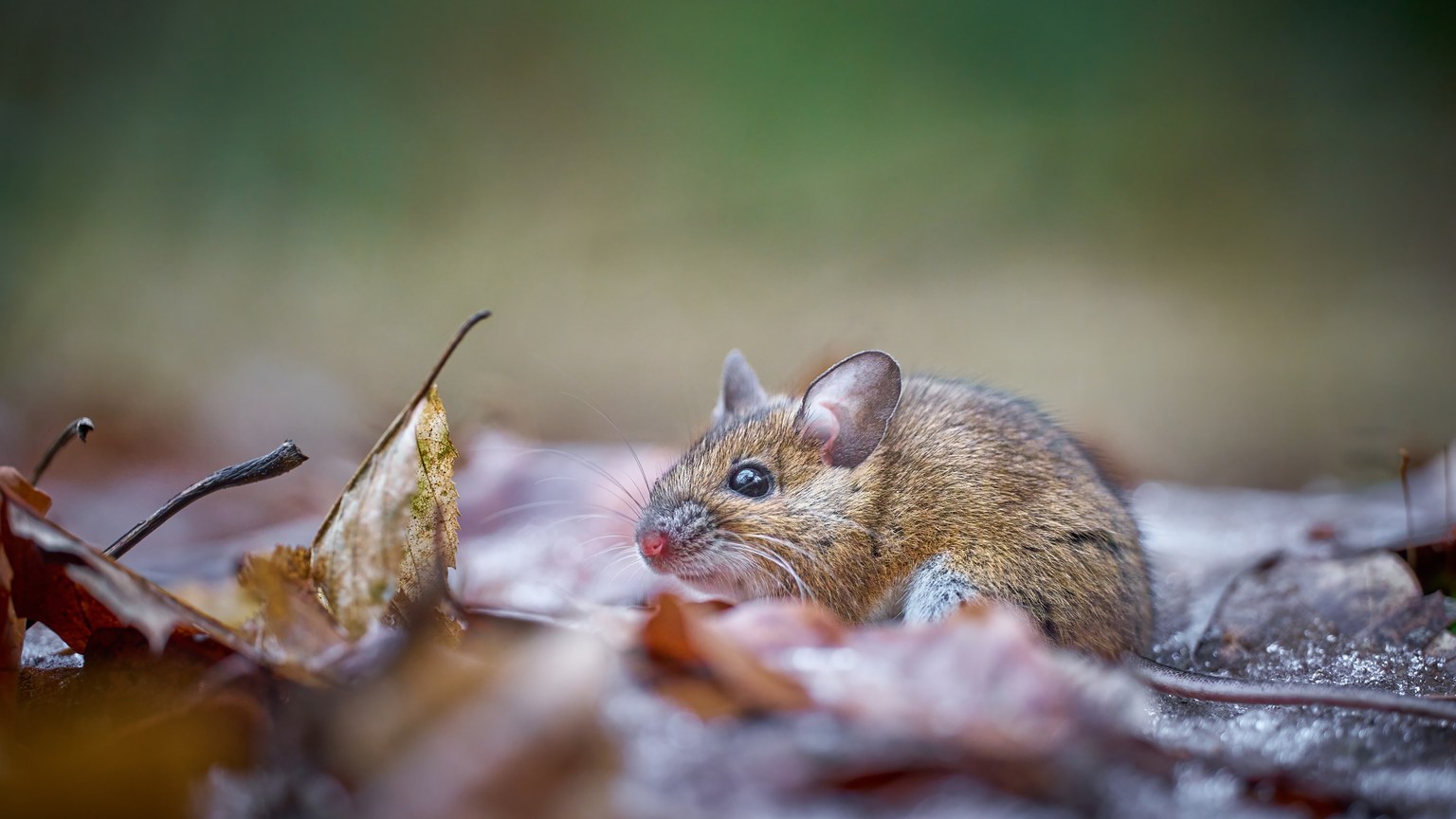 Adorable mouse nestled among fallen autumn leaves, showcasing nature's detail.