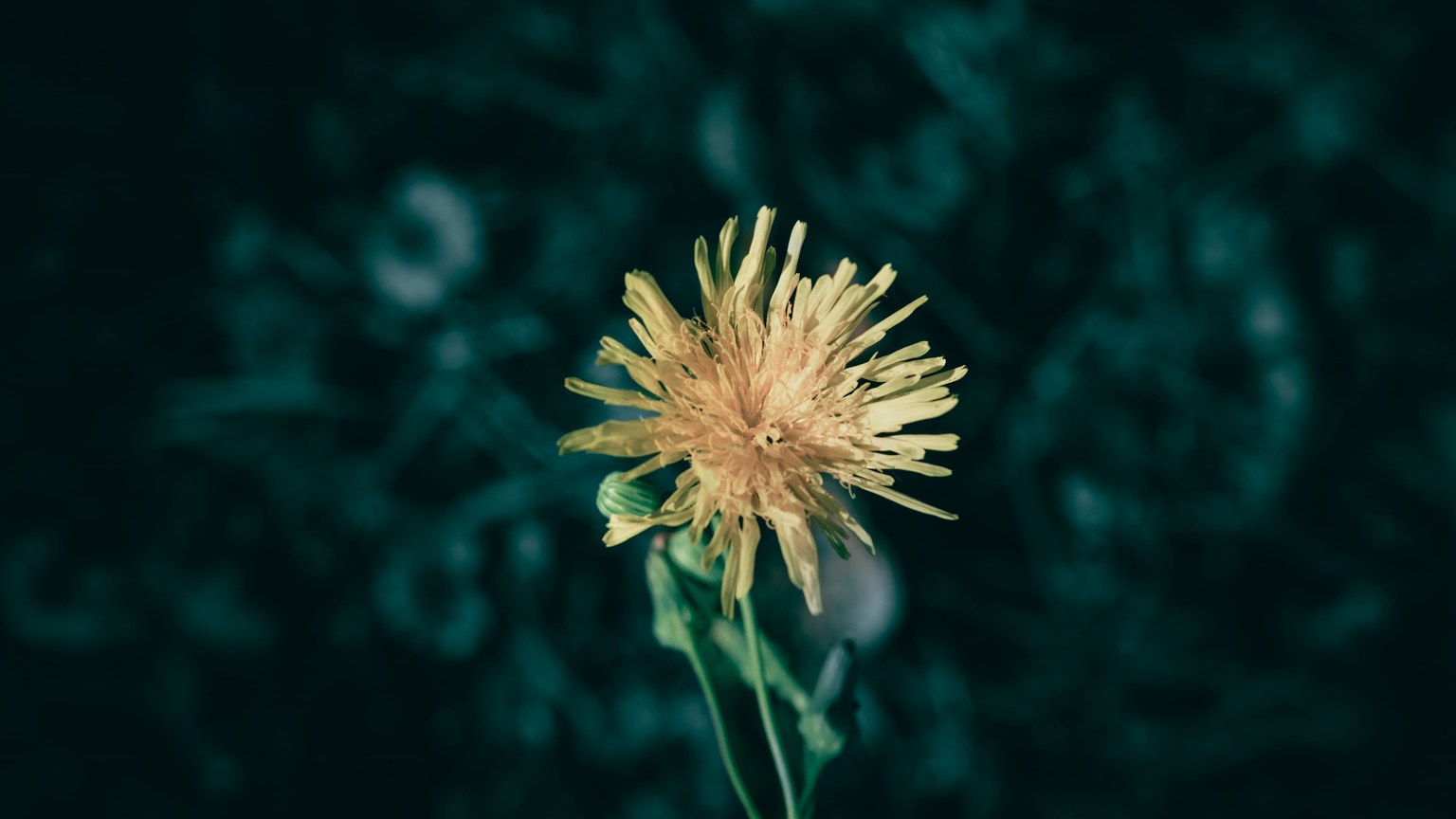 A vivid close-up of a single yellow sow thistle flower in bloom against a dark background.