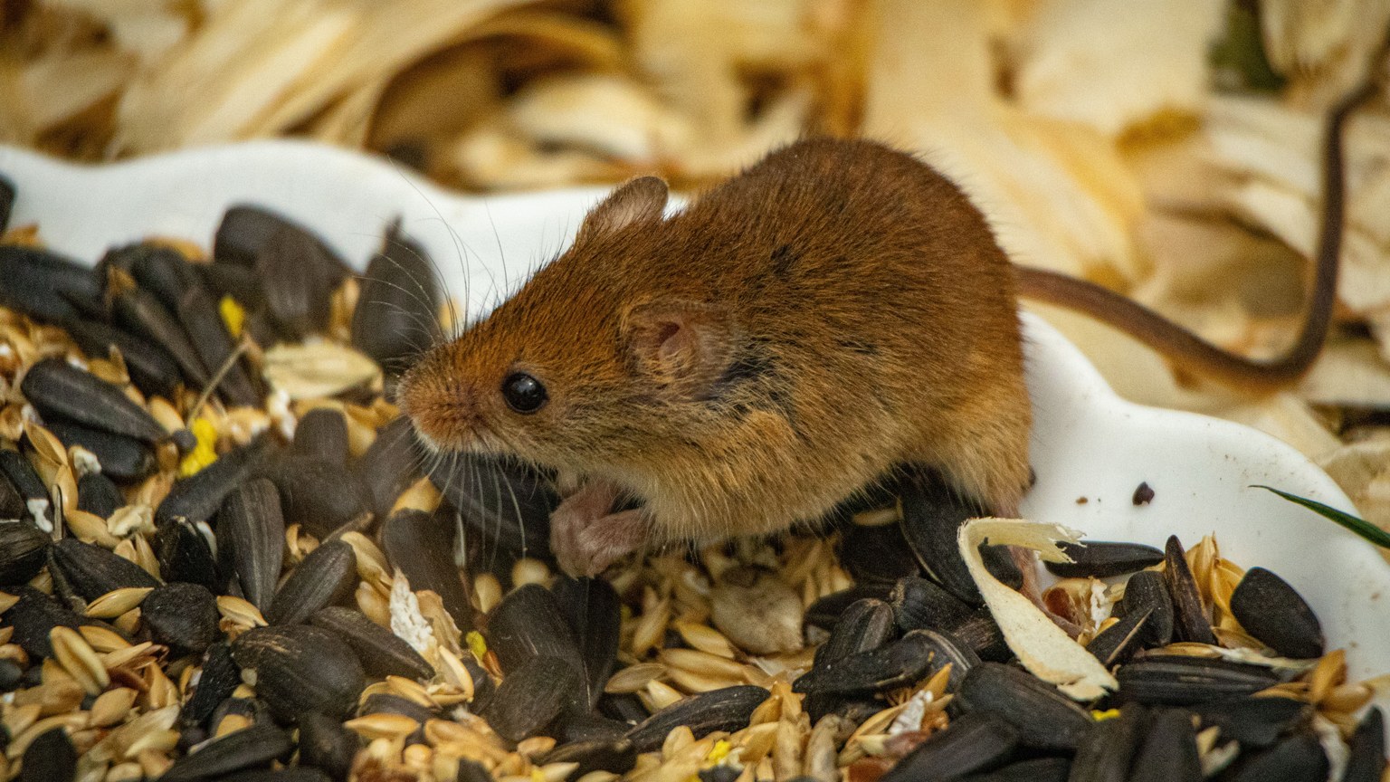 A small brown mouse eating sunflower seeds in a natural setting.