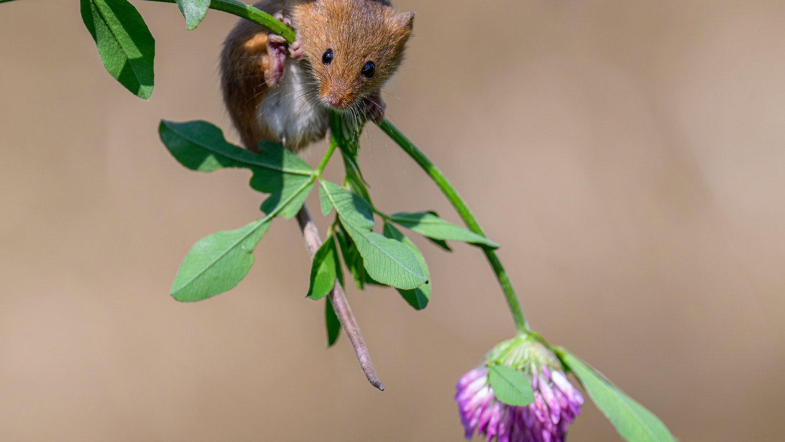 A charming harvest mouse balancing on a green clover stem with a purple flower in a natural setting.