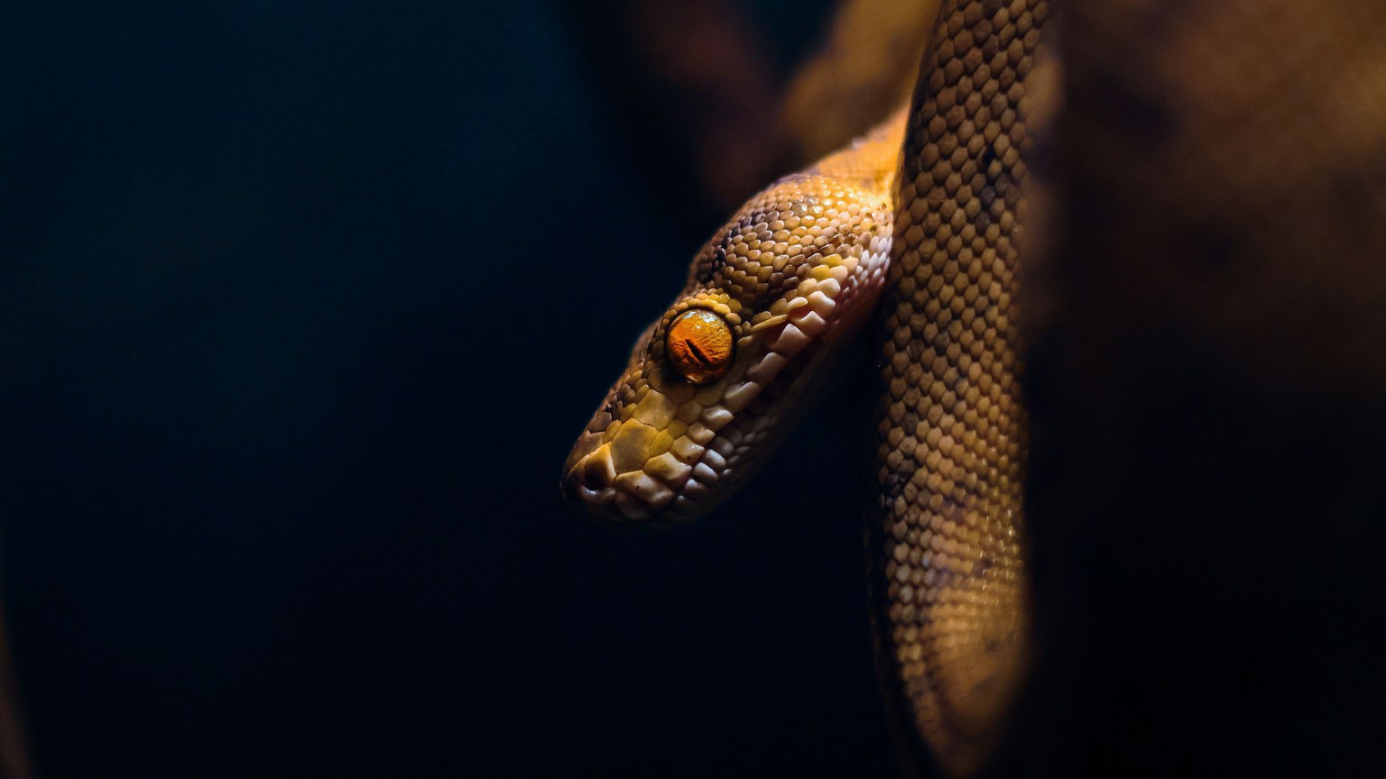 Close-up of a python snake coiled in darkness, showcasing its scales and eyes.