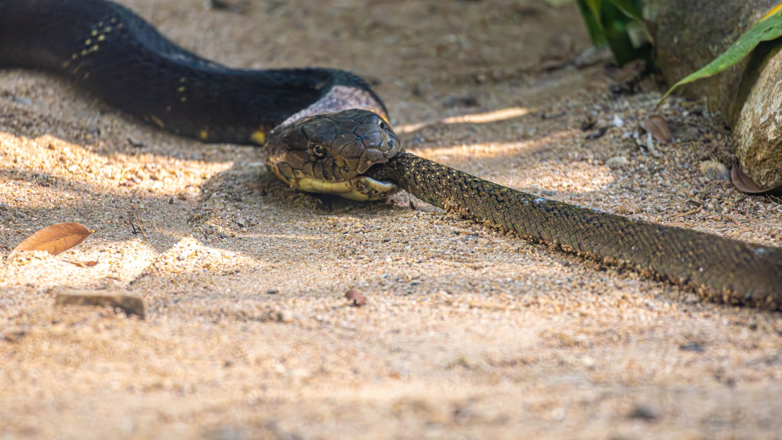 A King Cobra devouring its prey in a natural habitat, showcasing survival.