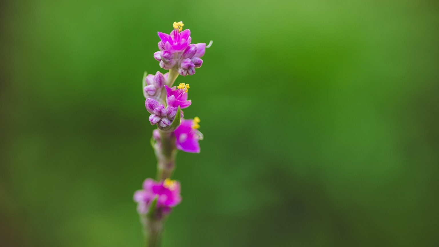 Close-up of a blooming purple flower with lush green backdrop, highlighting nature's beauty and growth.