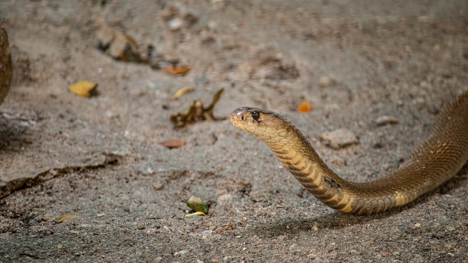 Detailed image of a Cape Cobra (Naja nivea) on sandy ground.