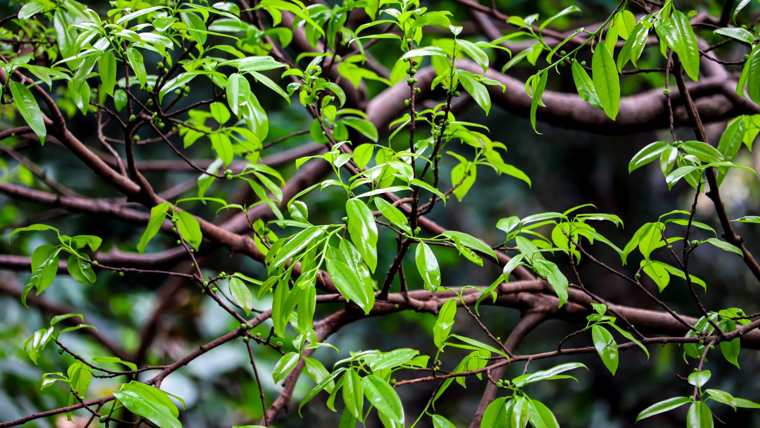 Detailed close-up of lush green leaves and tree branches in a natural setting.