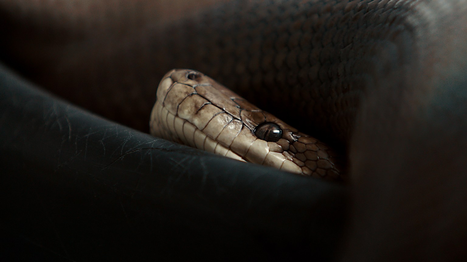 A close-up shot of a coiled python snake showcasing its scales and predatory gaze.
