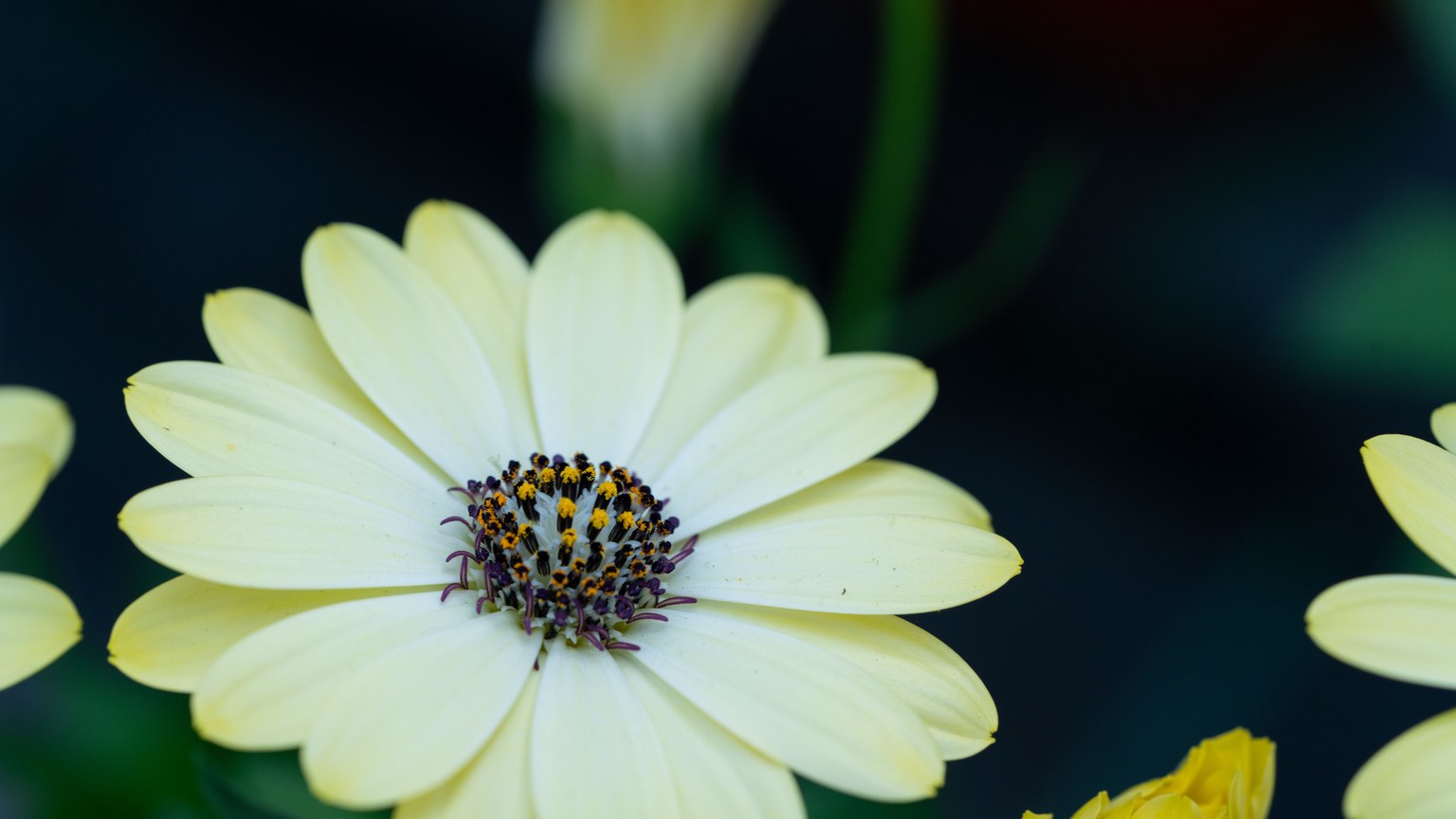 Vibrant yellow daisy flower close-up with dark background, showcasing delicate petals.