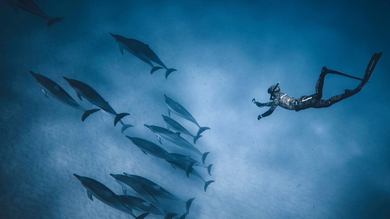 From above of fit anonymous person diving in clear blue water of sea near flock of calm dolphins near sand bottom in soft daylight