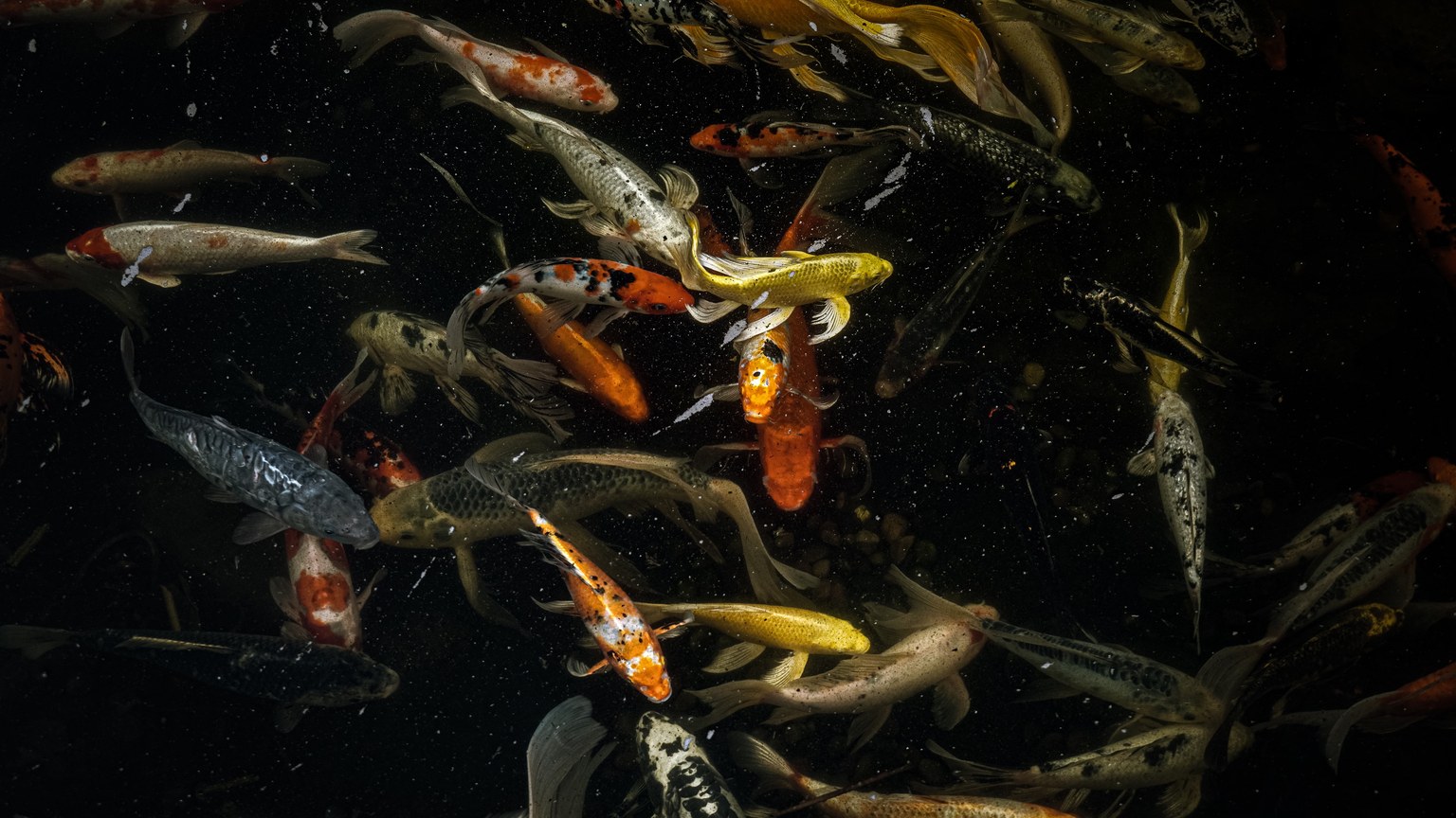 Colorful koi fish swimming gracefully in a serene pond.