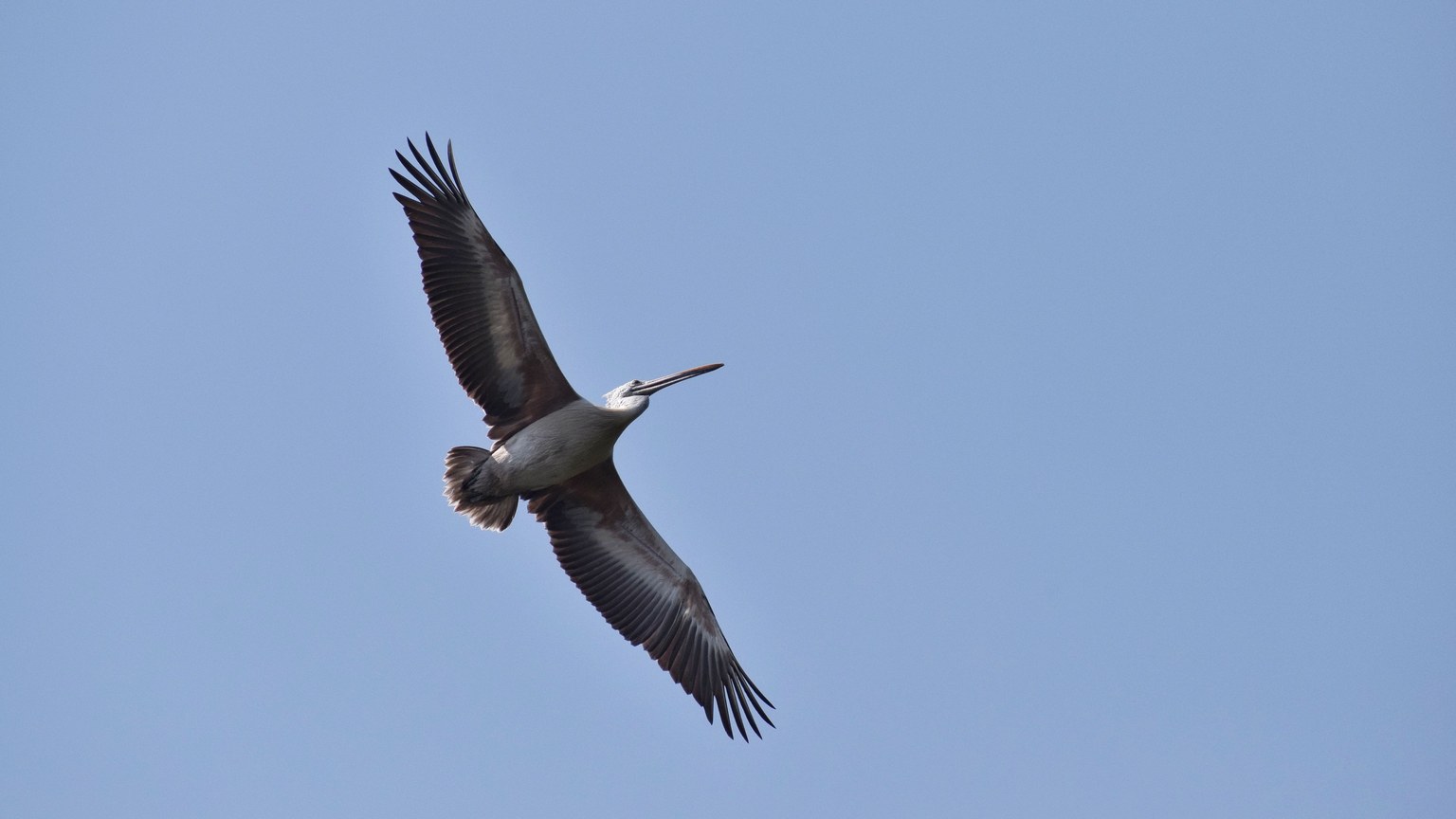 A lone pelican gracefully flying in a bright blue sky, showcasing its large wingspan and natural beauty.
