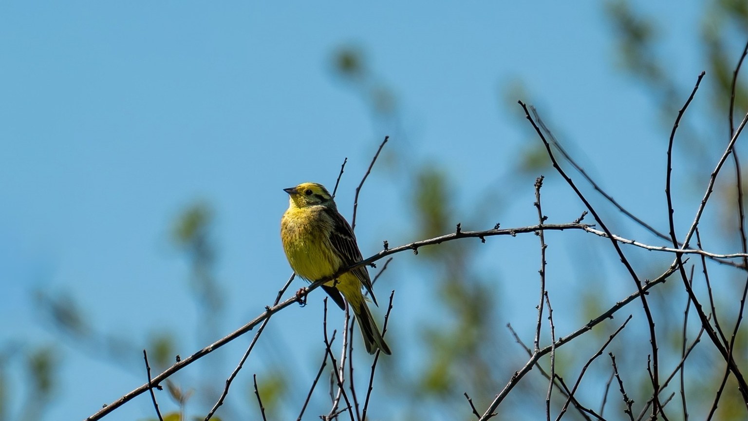 Close-up of a yellowhammer bird on a branch against a clear blue sky.