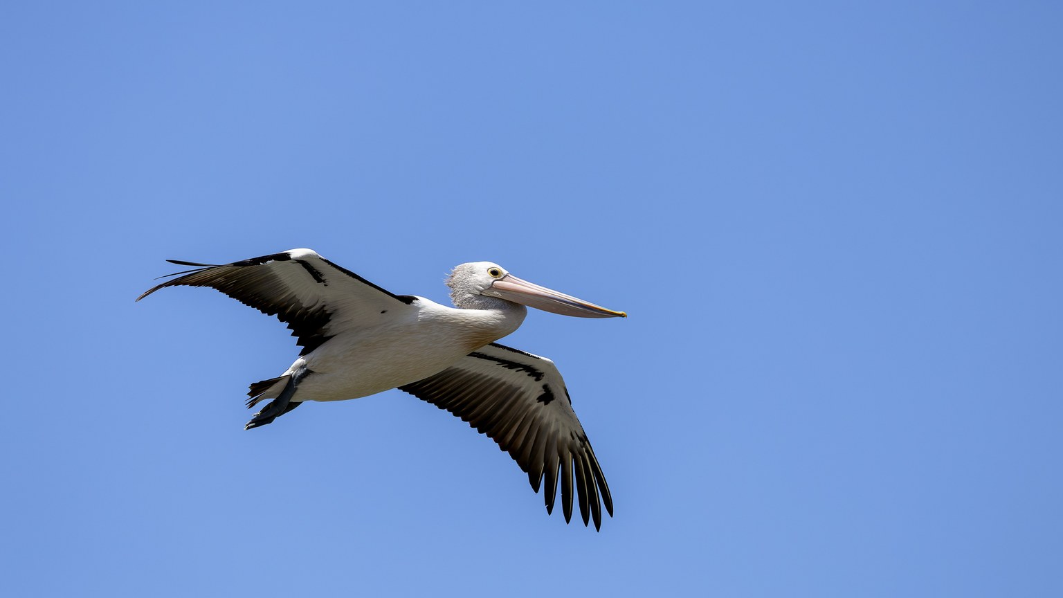 Australian pelican gracefully flying against a clear blue sky in New South Wales, Australia.