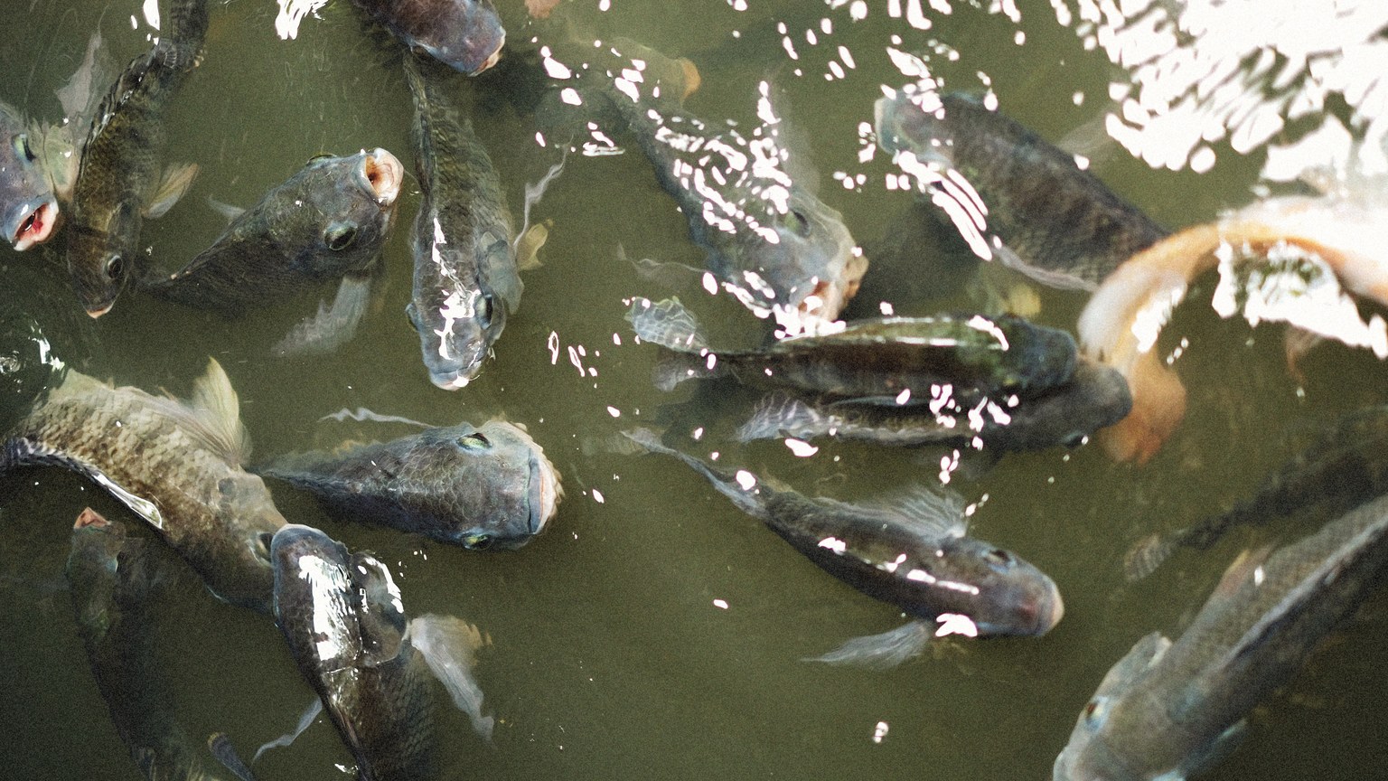 A vibrant close-up of various fish swimming in a pond, showing their natural behavior.