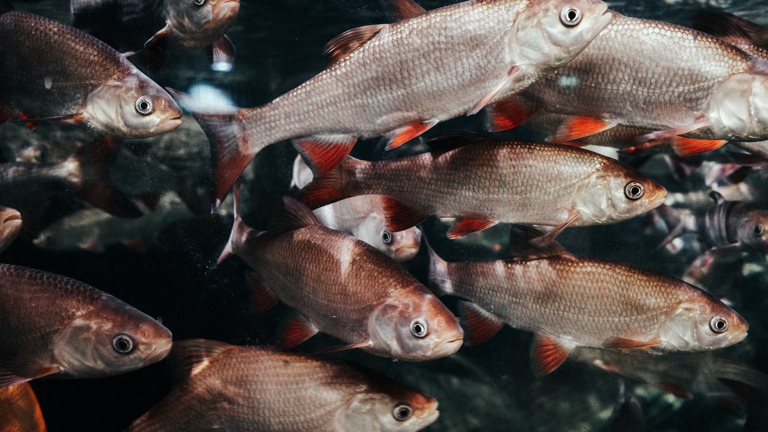 Dynamic underwater shot capturing a vibrant school of fish swimming in natural harmony.