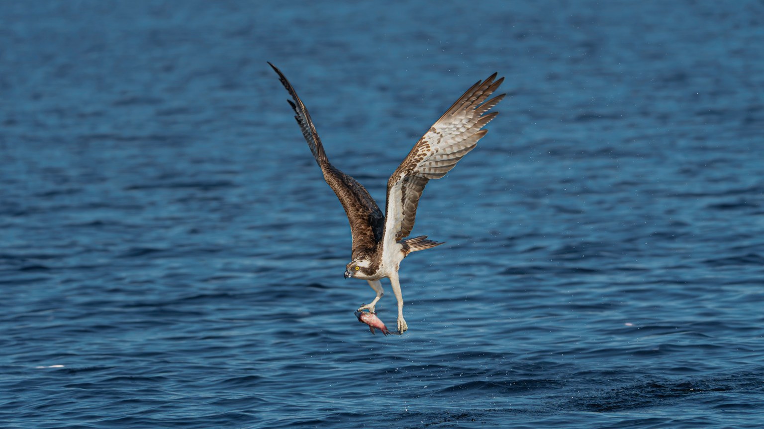 An osprey captures a fish in its talons while flying over the ocean, showcasing nature's raw beauty.