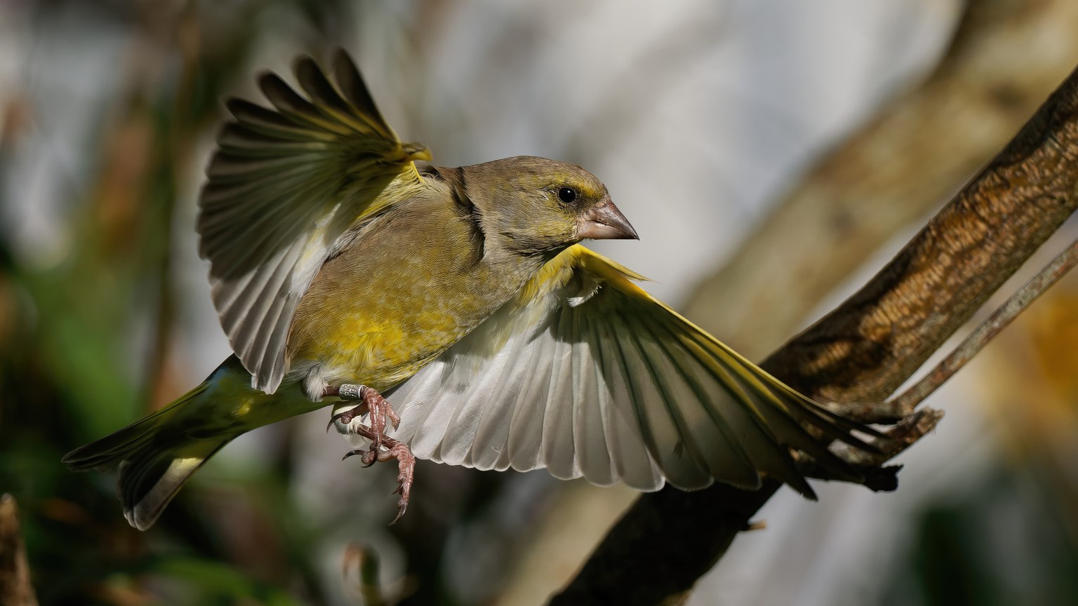 Close-up of an elegant greenfinch bird in mid-flight with wings spread.