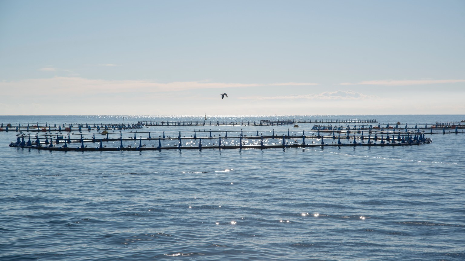 Wide view of aquaculture fish farms in the ocean with a seagull flying above under a clear blue sky.