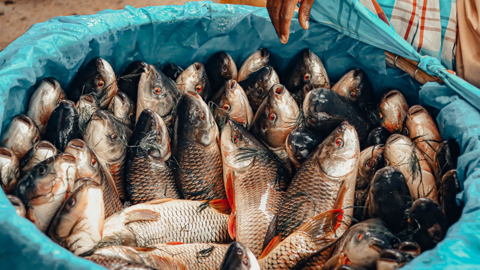 A vibrant display of fresh fish in a blue barrel at a market in Dhaka, Bangladesh.