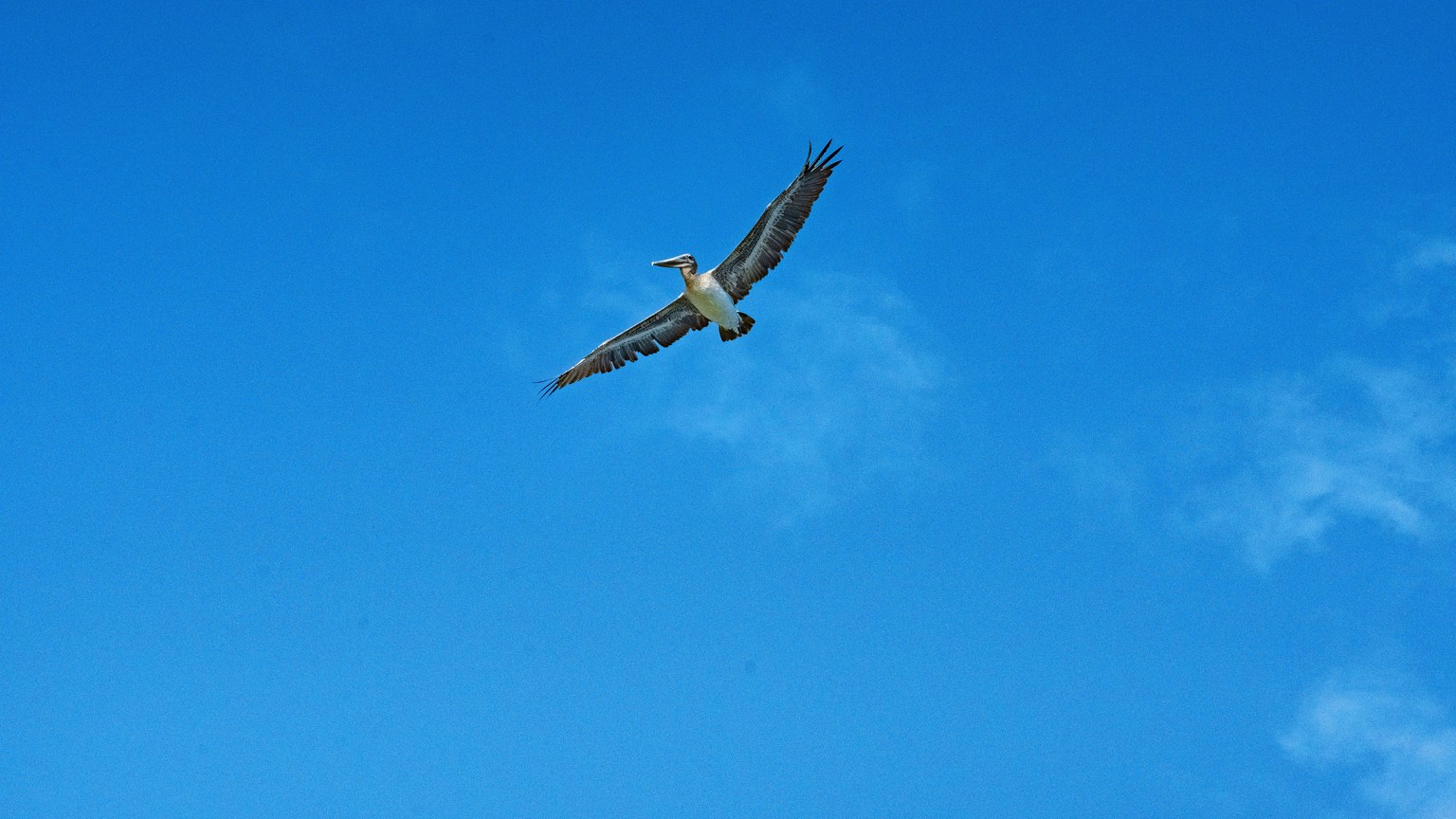 Pelican gracefully flying high against vibrant blue sky, symbolizing freedom.