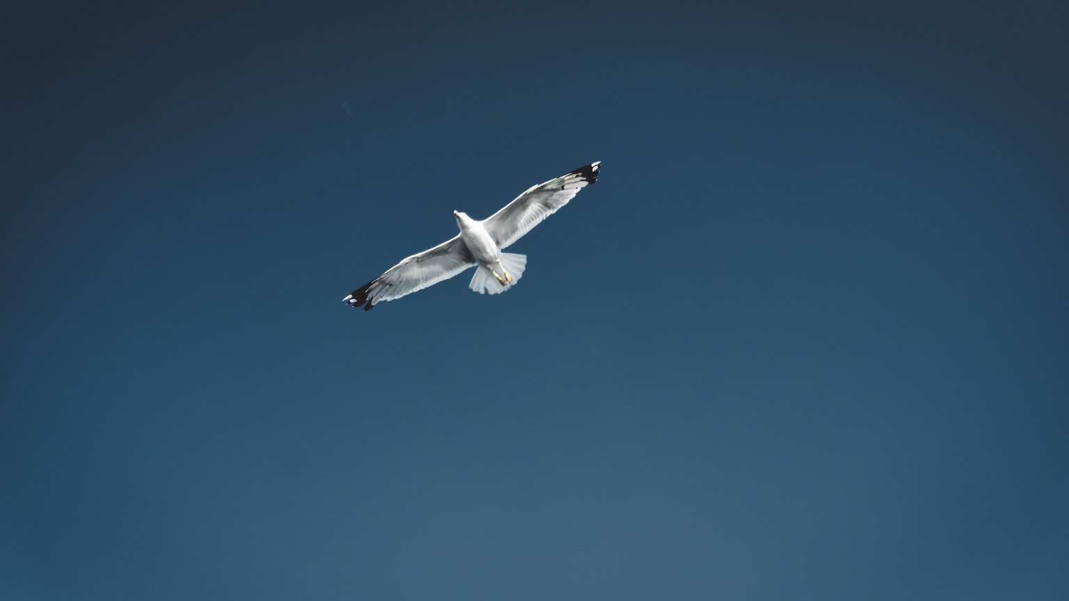 A majestic seagull flying gracefully against a deep blue sky.