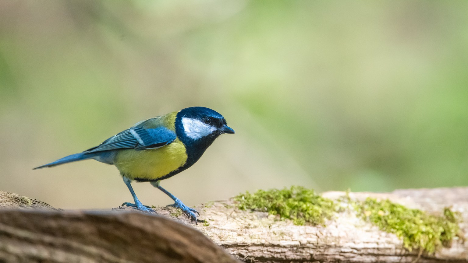 Colorful bird perched on a log in a natural setting with lush greenery.