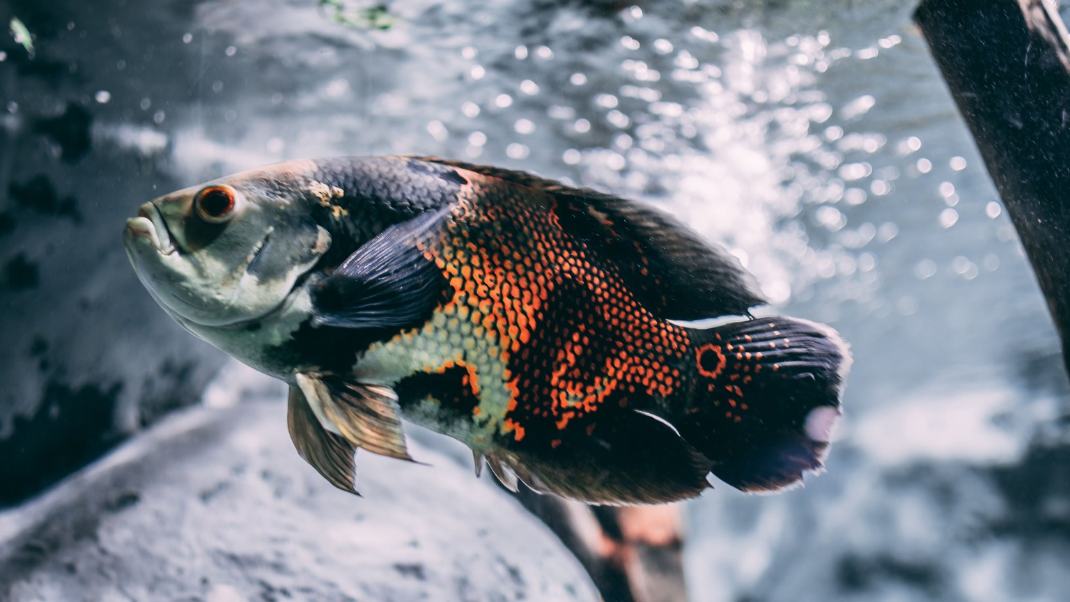 Close-up of a colorful oscar fish swimming gracefully underwater.